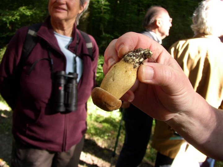 2011 07  Myco bois des Plainvaux 14